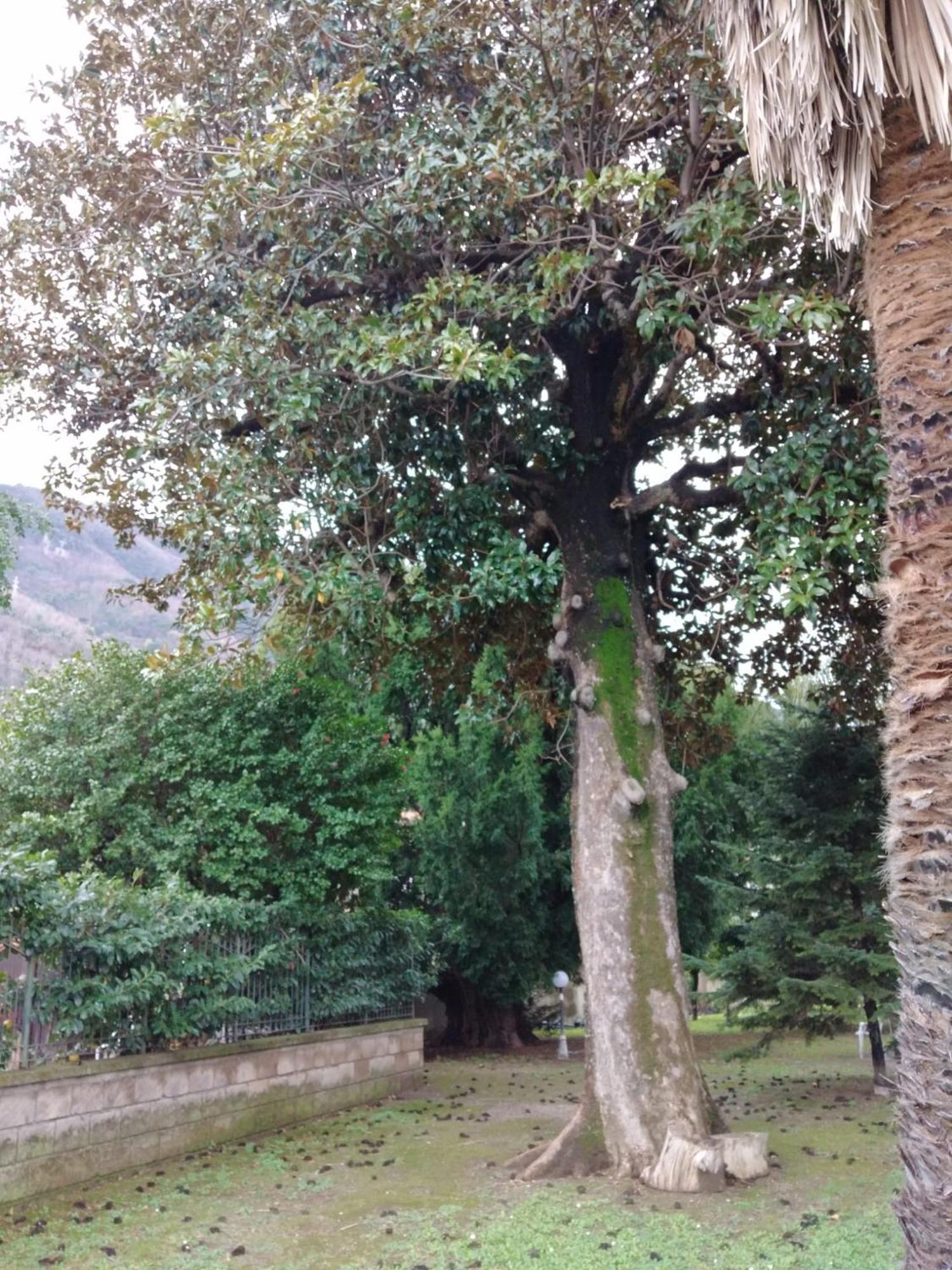 Villa Pellicano -Il Nido Castellammare di Stabia Exterior foto